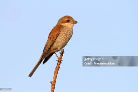 Attēlu rezultāti vaicājumam “Lanius collurio female”