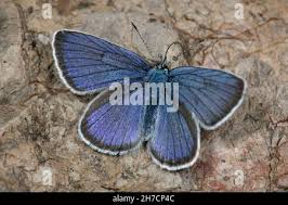 Attēlu rezultāti vaicājumam “Cyaniris semiargus male”