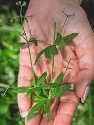 Attēlu rezultāti vaicājumam “Galium triflorum fruit”