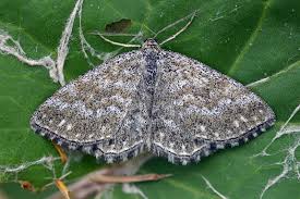 Attēlu rezultāti vaicājumam “Scopula immorata”