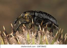 Attēlu rezultāti vaicājumam “Larinus sp.”