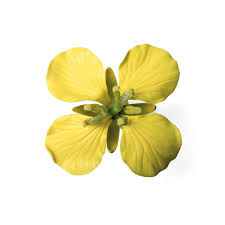 Attēlu rezultāti vaicājumam “Brassica napus”