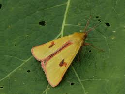 Attēlu rezultāti vaicājumam “Diacrisia sannio male”