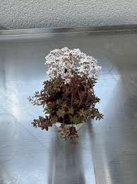 Attēlu rezultāti vaicājumam “Sedum album flower”