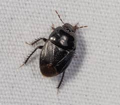 Attēlu rezultāti vaicājumam “Cydnidae”