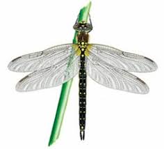 Attēlu rezultāti vaicājumam “Brachytron pratense”