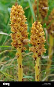 Attēlu rezultāti vaicājumam “Orobanche elatior”