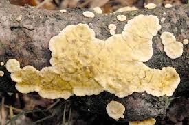 Attēlu rezultāti vaicājumam “Stereum rugosum”