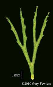 Attēlu rezultāti vaicājumam “Ceratophyllum demersum leaf”