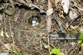 Attēlu rezultāti vaicājumam “Motacilla alba nest”