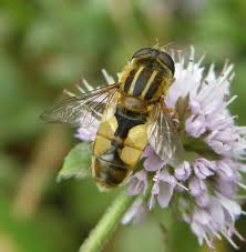 Attēlu rezultāti vaicājumam “Helophilus hybridus male”