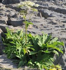 Attēlu rezultāti vaicājumam “Heracleum sphondylium subsp. sibiricum fruit”