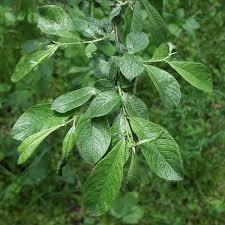 Attēlu rezultāti vaicājumam “Salix cinerea”