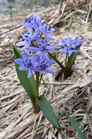 Attēlu rezultāti vaicājumam “Scilla siberica bud”
