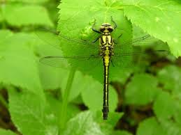 Attēlu rezultāti vaicājumam “Gomphus vulgatissimus”