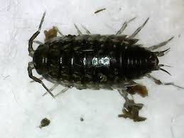 Attēlu rezultāti vaicājumam “Ligidium hypnorum”