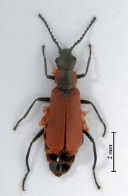 Attēlu rezultāti vaicājumam “Anthocomus rufus”