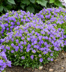 Image result for Campanula moesiaca