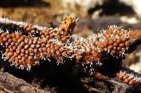 Attēlu rezultāti vaicājumam “Polycephalomyces tomentosus”