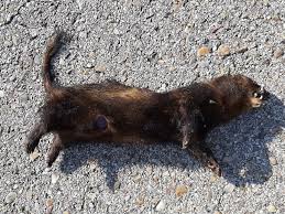 Attēlu rezultāti vaicājumam “Mustela putorius”