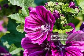 Image result for Malve