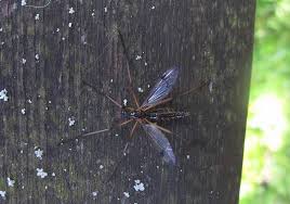 Attēlu rezultāti vaicājumam “Dictenidia bimaculata”