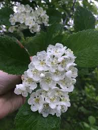 Attēlu rezultāti vaicājumam “Crataegus macracantha flower”