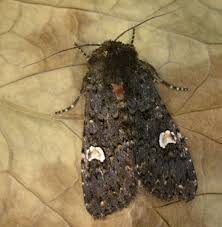 Attēlu rezultāti vaicājumam “Melanchra persicariae”