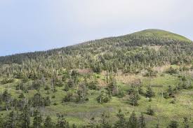 Attēlu rezultāti vaicājumam “Abies mariesii”