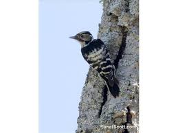 Attēlu rezultāti vaicājumam “Dendrocopos minor female”