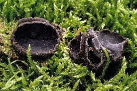 Attēlu rezultāti vaicājumam “Pseudoplectania nigrella”