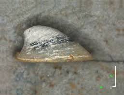 Attēlu rezultāti vaicājumam “Ancylus fluviatilis”