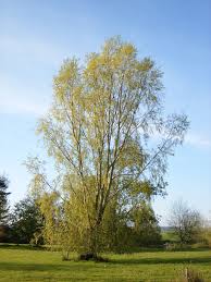 Attēlu rezultāti vaicājumam “Salix x sepulcralis”