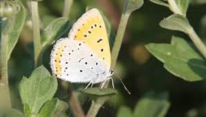 Attēlu rezultāti vaicājumam “Lycaena dispar female”