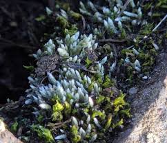 Attēlu rezultāti vaicājumam “Bryum argenteum sporophyte”