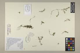 Attēlu rezultāti vaicājumam “Callitriche hermaphroditica leaf”