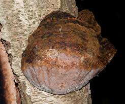 Attēlu rezultāti vaicājumam “Phellinus igniarius”