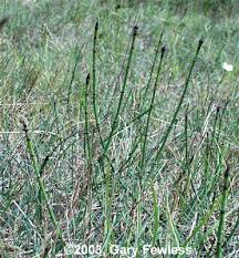 Attēlu rezultāti vaicājumam “Equisetum variegatum”