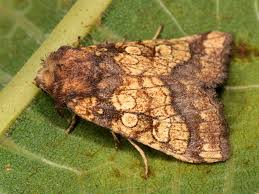 Attēlu rezultāti vaicājumam “Gortyna flavago”