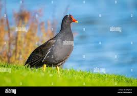 Attēlu rezultāti vaicājumam “Gallinula chloropus adult”