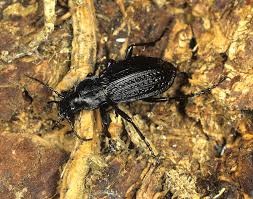 Attēlu rezultāti vaicājumam “Carabus granulatus”