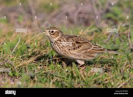 Image result for Alauda arvensis