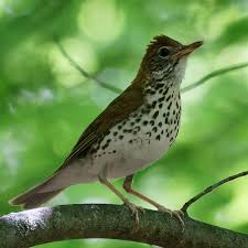 Image result for Hylocichla mustelina