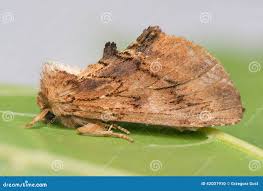 Attēlu rezultāti vaicājumam “Ptilodon capucina”