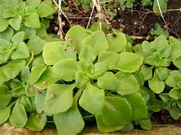 Image result for Aichryson