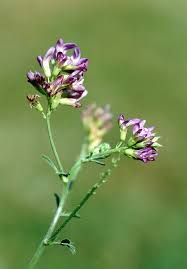 Attēlu rezultāti vaicājumam “Astragalus danicus leaf”