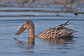 Attēlu rezultāti vaicājumam “Anas clypeata”