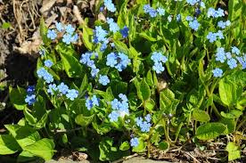 Attēlu rezultāti vaicājumam “Omphalodes verna leaf”