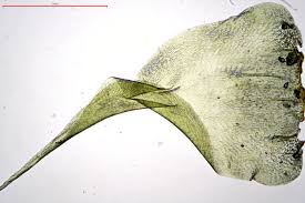 Attēlu rezultāti vaicājumam “Rhytidiadelphus subpinnatus”