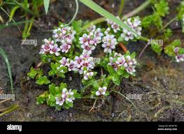 Attēlu rezultāti vaicājumam “Glaux maritima”
